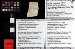 Foto (Objket + Etiketten) von Catillogalathea falcula (Robins, Feldmann, Schweitzer & Bonde, 2016) 